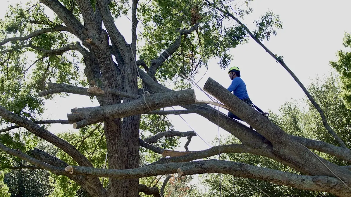 Professional Crown Thinning performed by certified arborists in Odin